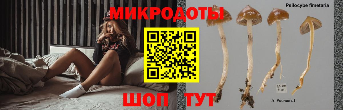 Псилоцибиновые грибы Cubensis Малоярославец
